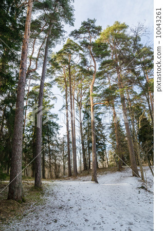 Spring landscape in a Baltic wood 10043261