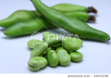 蠶豆 蠶豆 10043296