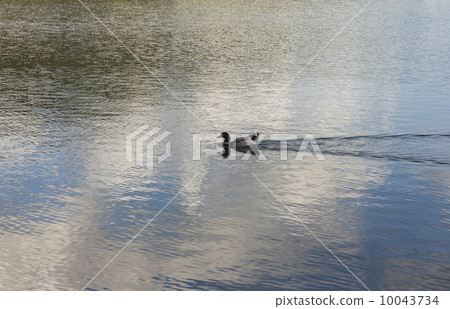Duck on the water Duck on the water 10043734
