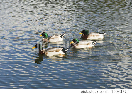 Ducks on the water Ducks on the water 10043771