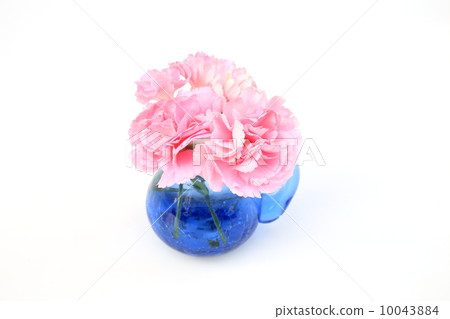 pink carnation 10043884