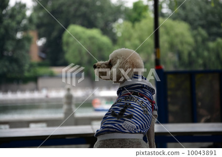 puppy puppy 10043891
