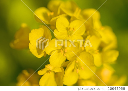強姦開花 強姦開花 10043966