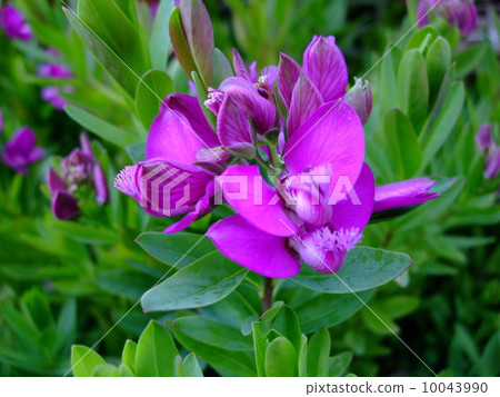 保利晚會Mirutei的Folia 10043990