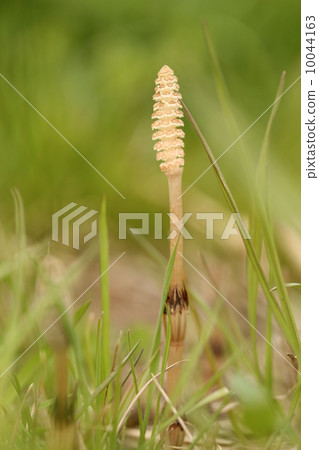 一個Tsukushi 10044163