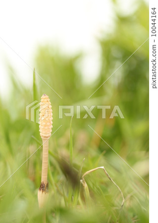 一個Tsukushi 一個Tsukushi 10044164