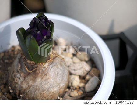 黑葫蘆的萌芽 黑葫蘆的萌芽 10044188