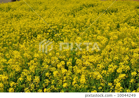 Oilseed rape Oilseed rape 10044249