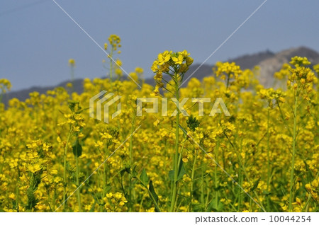 Oilseed rape 10044254
