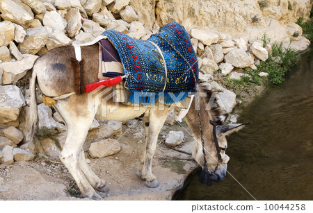 Donkey resting at the rock Donkey resting at the rock 10044258