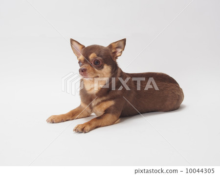 光滑的吉娃娃坐 光滑的吉娃娃坐 10044305