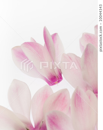 Light red cyclamen 10044343
