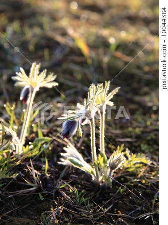 Wild moss Wild moss 10044384