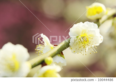梅花 10044486