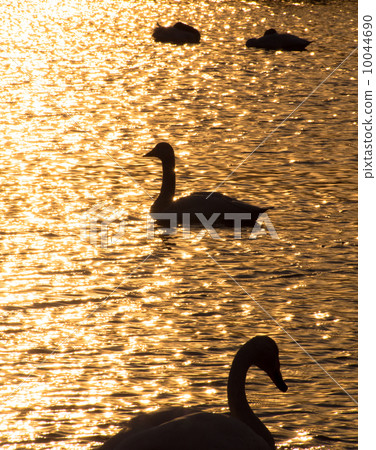 天鵝的剪影在湖中黃昏 10044690