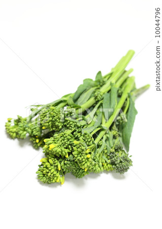 Hikokori(山口縣的新蔬菜) Hikokori(山口縣的新蔬菜) 10044796