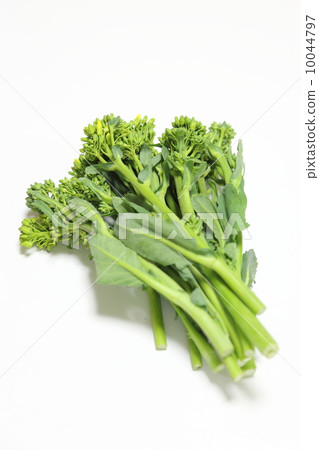 Hikokori (New vegetables in Yamaguchi prefecture) Hikokori (New vegetables in Yamaguchi prefecture) 10044797