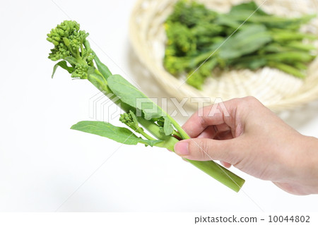 Hikokori (New vegetables in Yamaguchi prefecture) 10044802