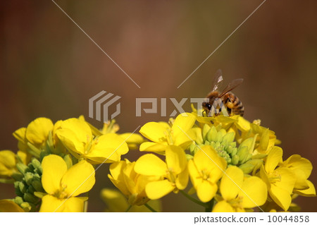 Rape blossoms and bees 10044858