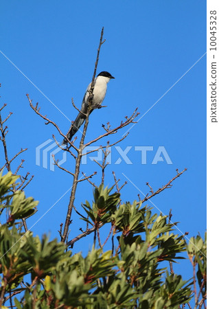 Onaga on the tree Onaga on the tree 10045328