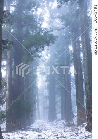 箱根的杉並樹 10045491