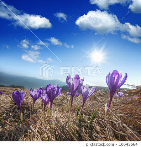 crocus 10045664