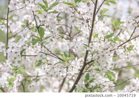 cherry 10045719
