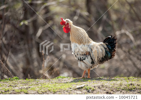 rooster rooster 10045721