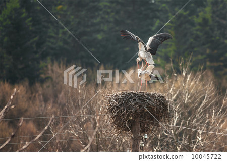 stork stork 10045722