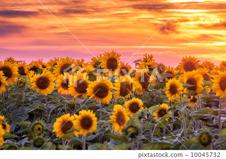 sunflower 10045732