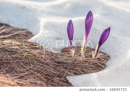 crocus 10045735