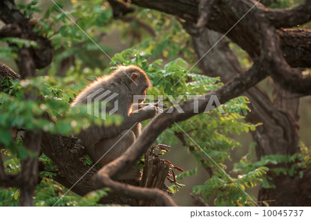 macaque 10045737