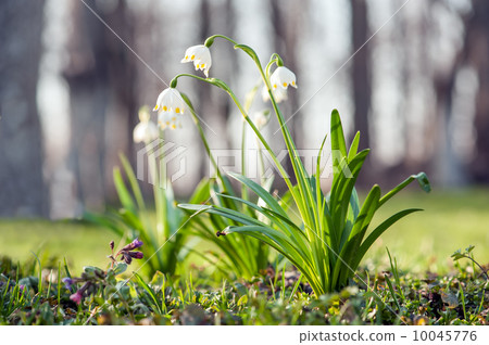 flowers flowers 10045776