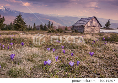 crocus 10045807