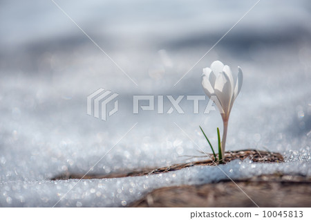 crocus 10045813