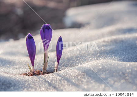 crocus 10045814