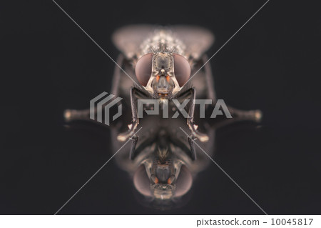 fly 10045817