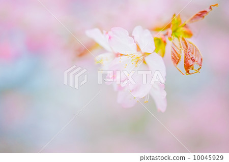 櫻桃樹 10045929