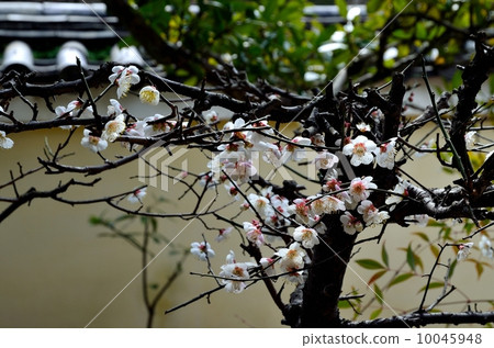 Kao-in梅花 10045948