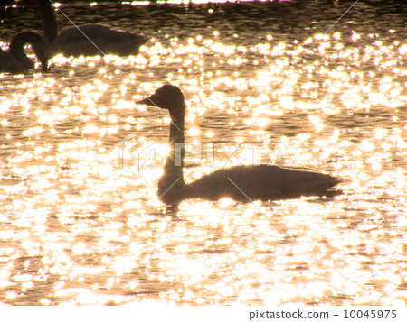 天鵝的剪影在湖中黃昏 天鵝的剪影在湖中黃昏 10045975