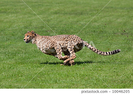 Running cheetah Running cheetah 10046205