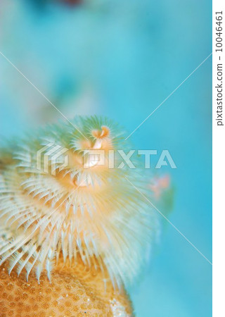 大旋鰓蟲 大旋鰓蟲 10046461