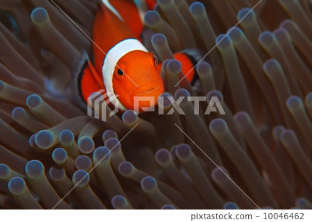 Clown anemonefish 10046462