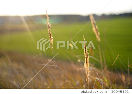 Heads of ripe yellow grass 10046501