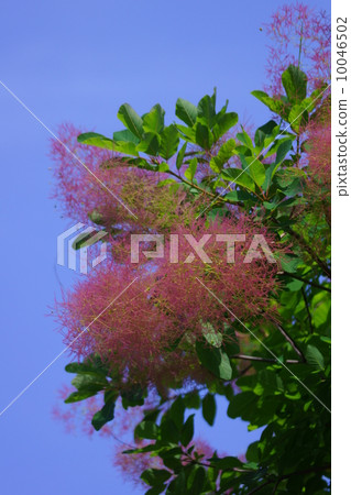 煙樹它也被稱為煙樹。 10046502