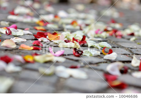 Rose petals laying at the ground Rose petals laying at the ground 10046686