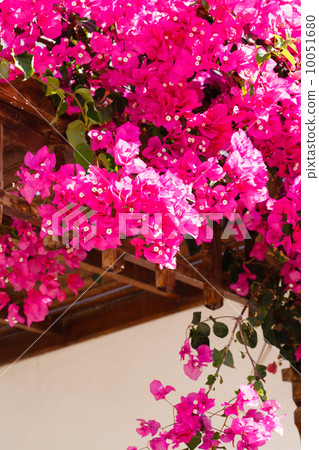 summer flowers 10051680