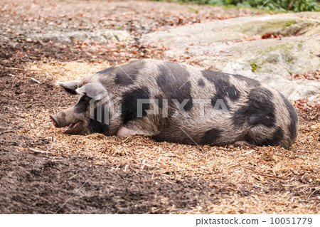 pigs on the farm pigs on the farm 10051779