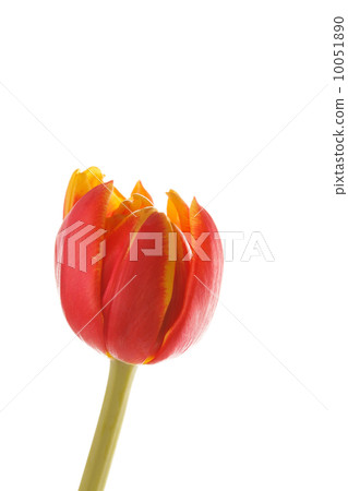 nice tulip nice tulip 10051890