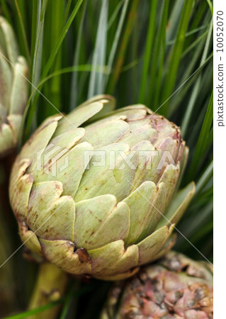 Exotic flower 10052070